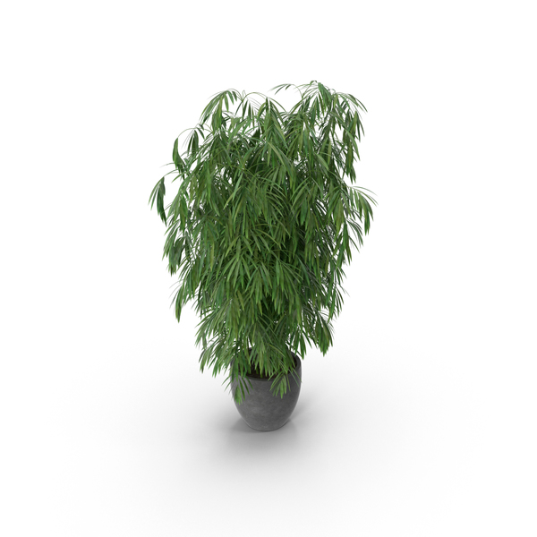 bamboo plant psd