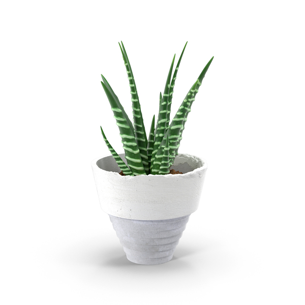 Aloe in Pot PNG Images & PSDs for Download | PixelSquid - S105747506