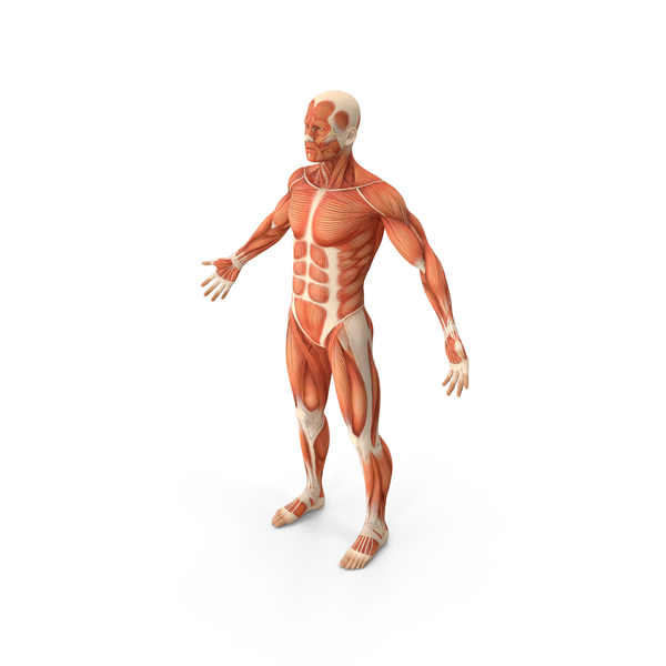 Muscle Man PNG Image  Muscle men, Muscle, Man