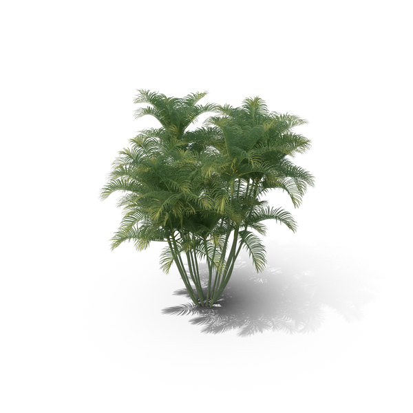 Areca Palm Tree PNG Images & PSDs for Download | PixelSquid - S112045421