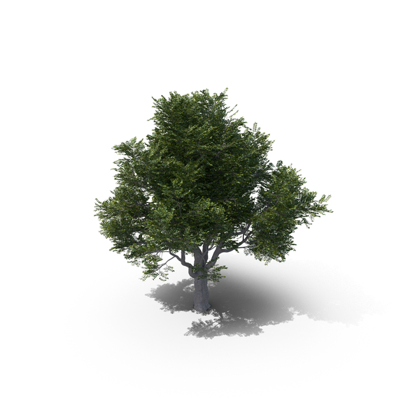 Ash Tree PNG Images & PSDs for Download | PixelSquid - S11214700F