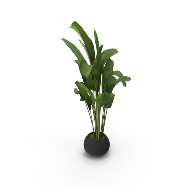 Banana Plant PNG Images & PSDs for Download | PixelSquid - S111663897