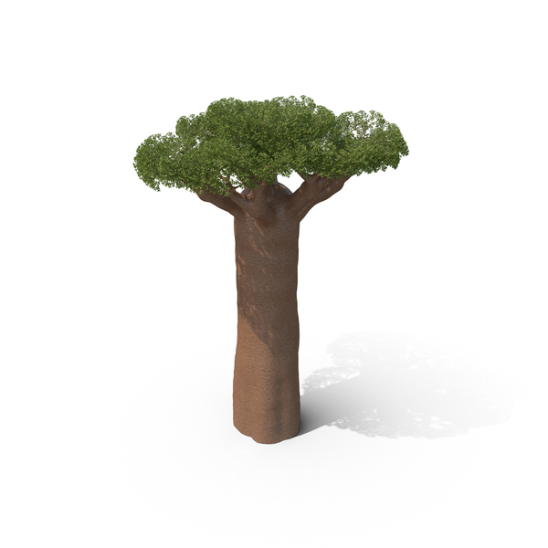 Baobab Tree PNG Images & PSDs for Download | PixelSquid - S11136518D