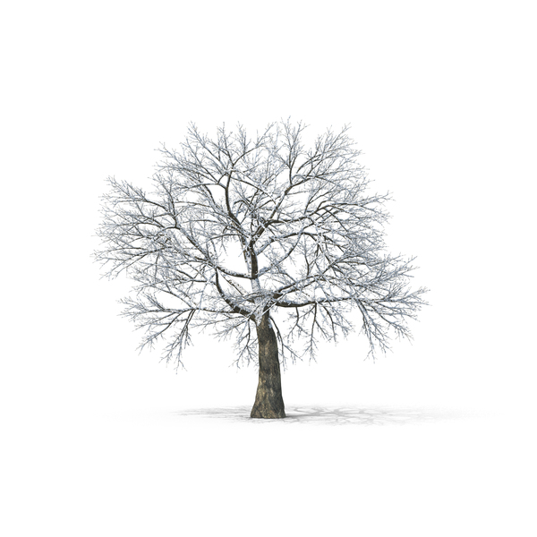 Bare Tree Covered in Snow PNG Images & PSDs for Download | PixelSquid