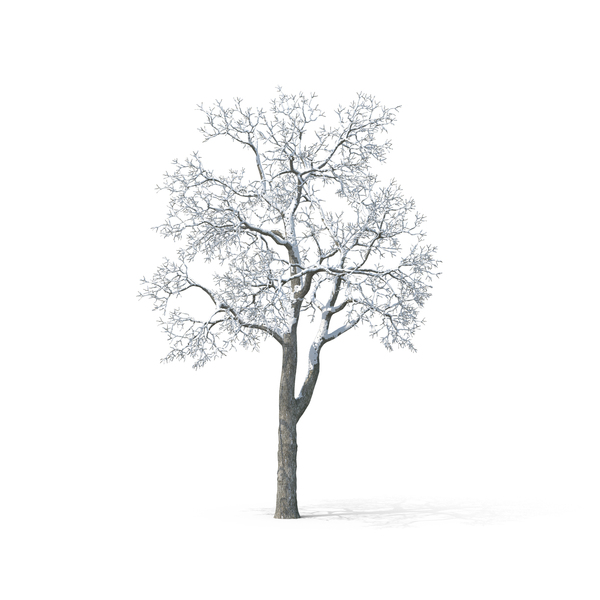 Bare Tree Covered in Snow PNG Images & PSDs for Download | PixelSquid
