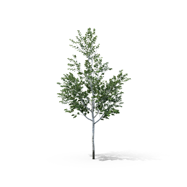 Birch Tree PNG Images & PSDs for Download | PixelSquid - S105680775