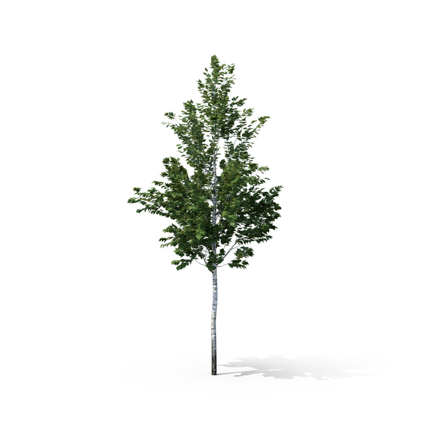 Birch Tree PNG Images & PSDs for Download | PixelSquid - S105680460
