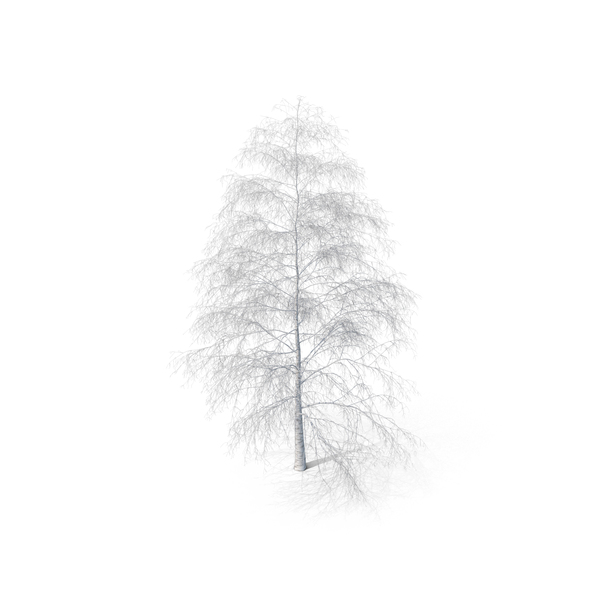 Birch Tree Winter PNG Images & PSDs for Download | PixelSquid - S11136594D