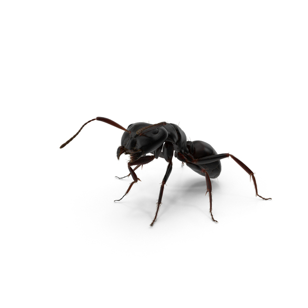 Black Ant PNG Images & PSDs for Download | PixelSquid - S106055556