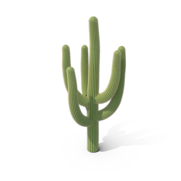 cactus music twitter cactus music twitter