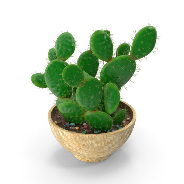 Cactus Multi Pot PNG Images & PSDs for Download | PixelSquid - S113358896