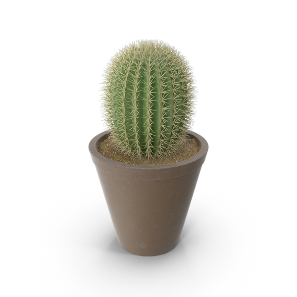 Cactus PNG Images & PSDs for Download | PixelSquid - S111398000