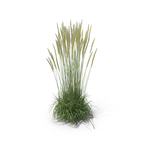 Calamagrostis X Acutiflora 'Karl Foerster' Grass Set PNG Images & PSDs