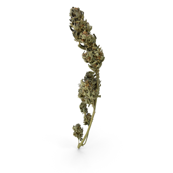 Cannabis Scale PNG Images & PSDs for Download