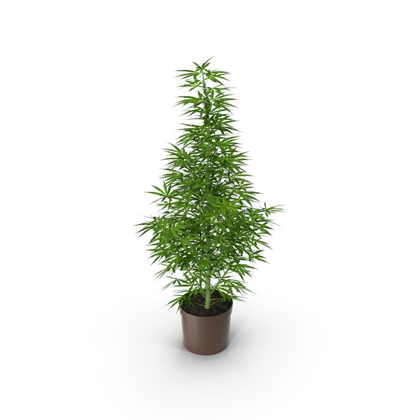 weed plant png