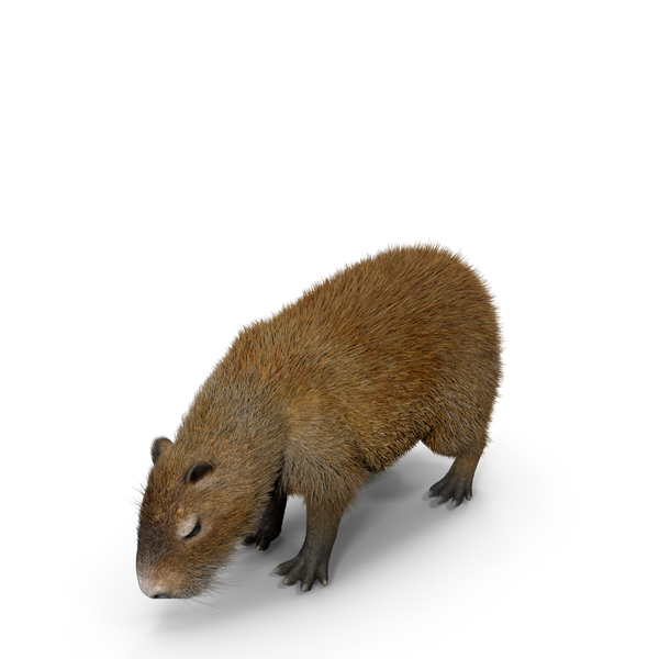 Capybara png images