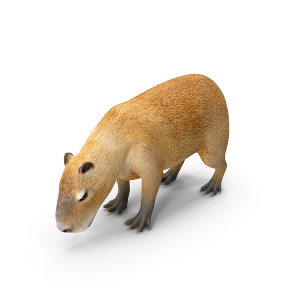 Capybara png images