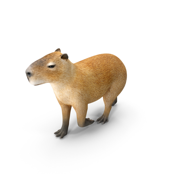Capybara png images