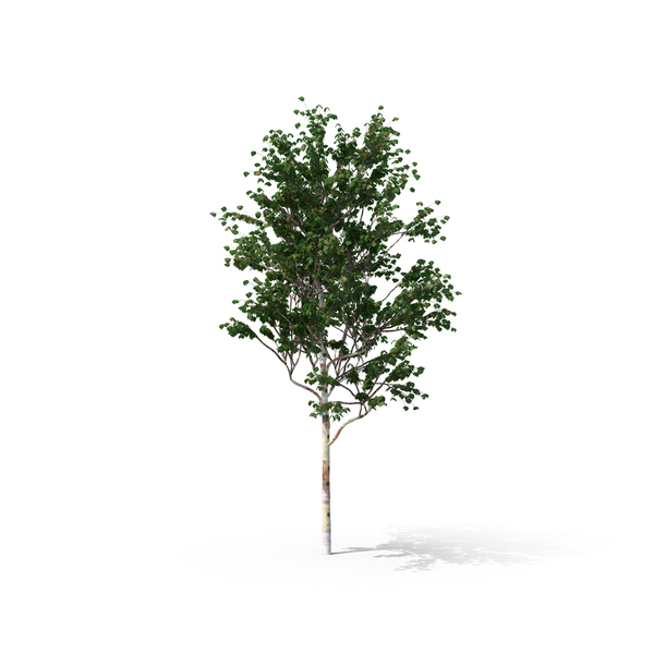 deciduous tree png & psd images