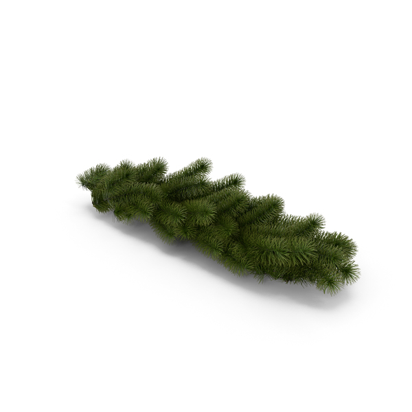 christmas tree branch png