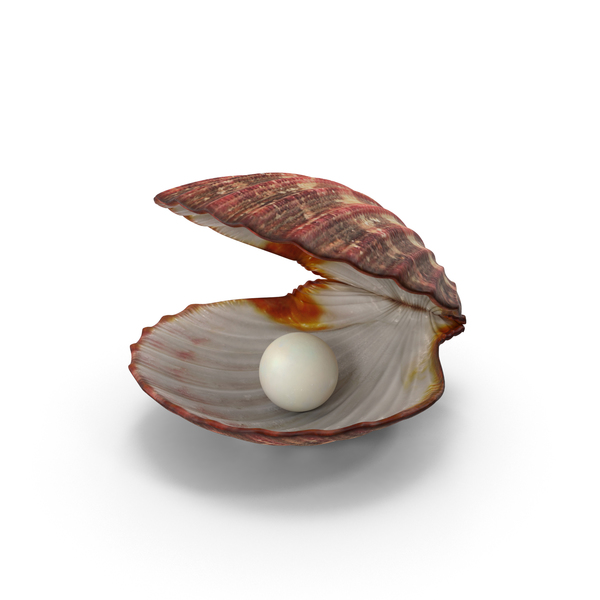 Clam Shell with Pearl PNG Images & PSDs for Download