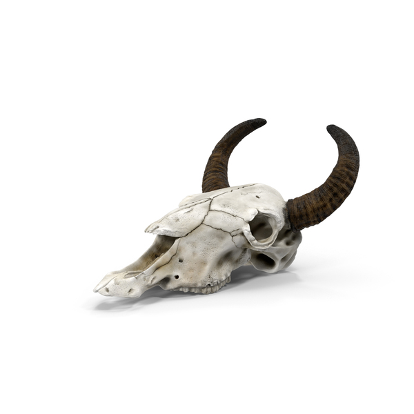 cow head png