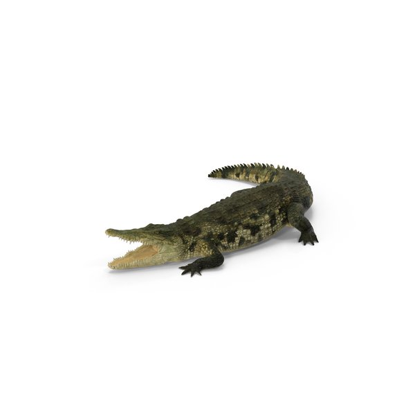 crocodile png images psds for download pixelsquid s111192664 pixelsquid