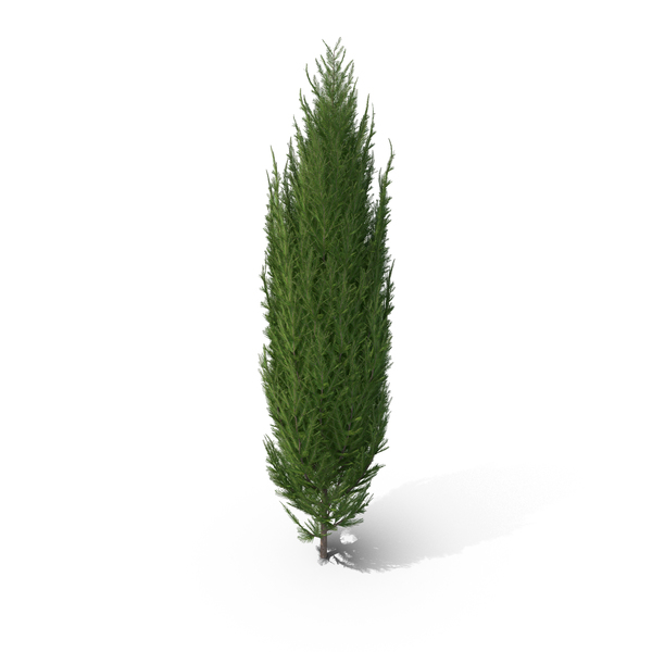 cypress tree png & psd images