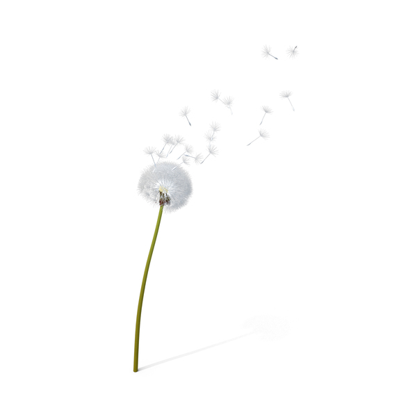 dandelion being blown png images psds for download pixelsquid s10604422a pixelsquid