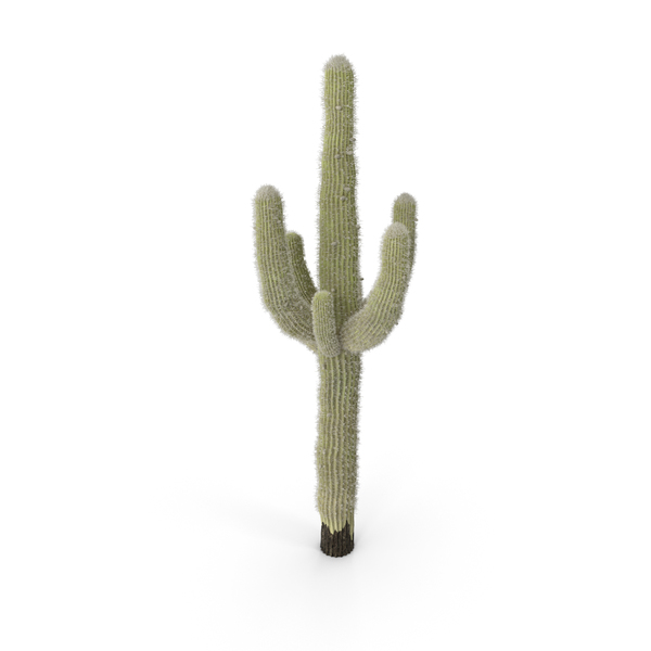 cactus png