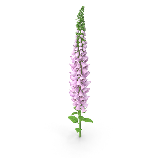 Digitalis Purpurea Plant PNG Images & PSDs for Download | PixelSquid