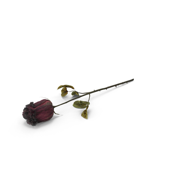 Dried Rose PNG Images & PSDs for Download