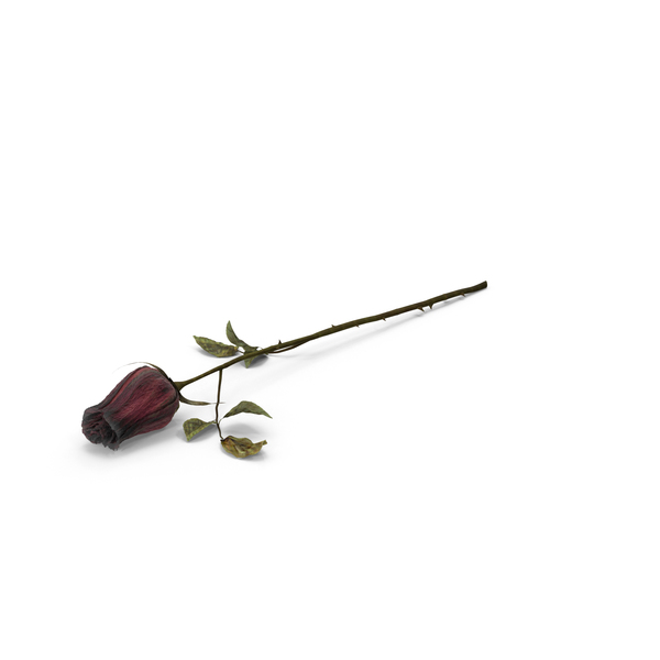 Dried Rose PNG Images & PSDs for Download