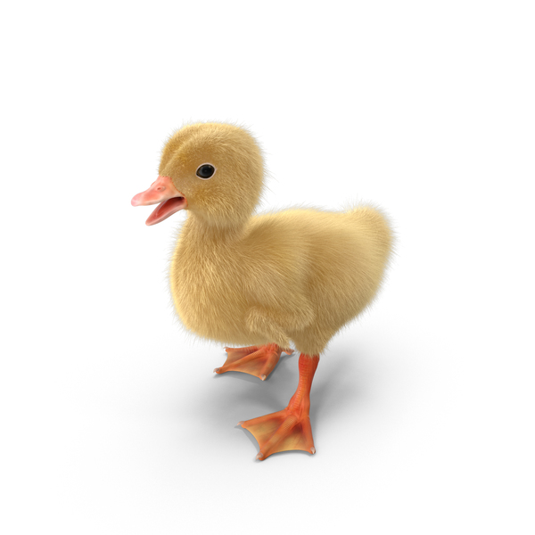 Duckling PNG Images & PSDs for Download | PixelSquid - S107439974