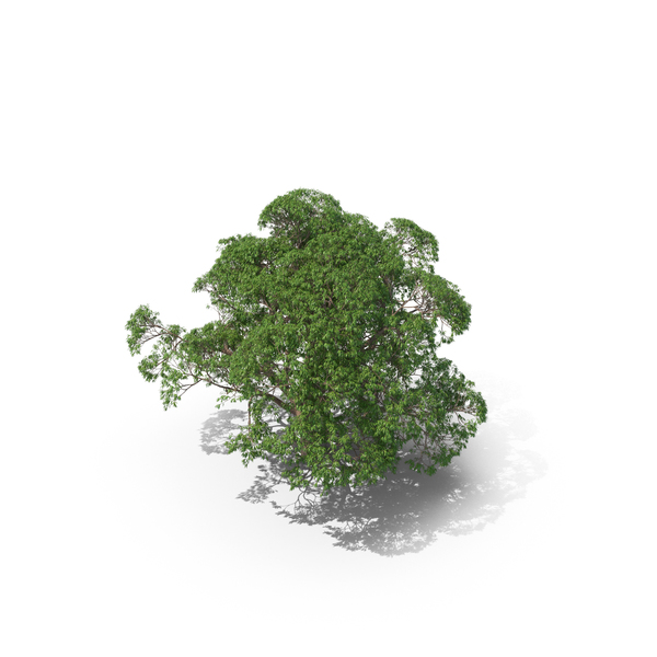 Eucalyptus Tree PNG Images & PSDs for Download | PixelSquid - S112222932