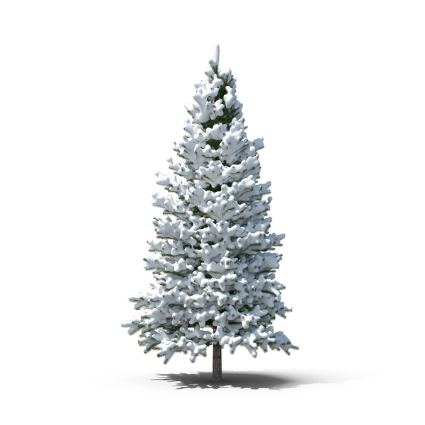 Evergreen Tree Covered in Snow PNG Images & PSDs for Download
