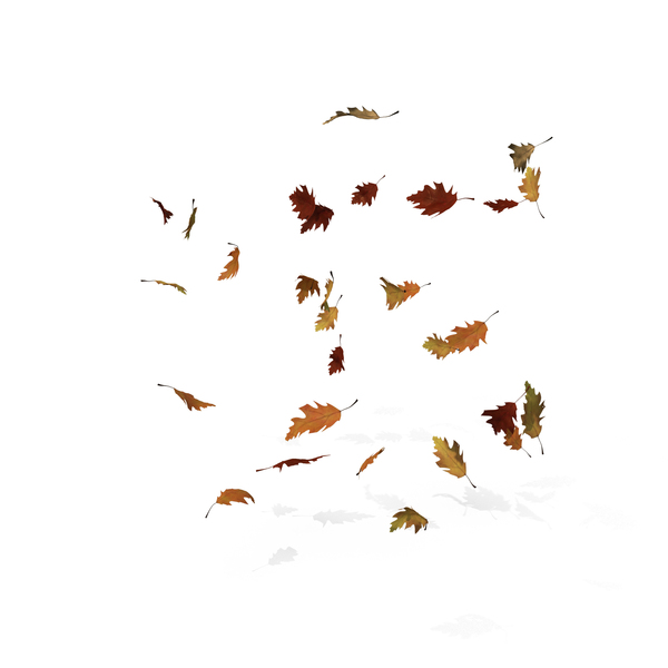 Fall Oak Leaves PNG Images & PSDs for Download | PixelSquid - S10598662B