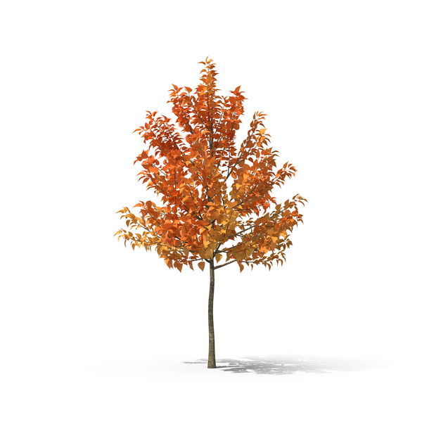 Fall Tree PNG Images & PSDs for Download | PixelSquid - S10571610A