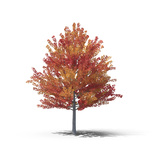 autumn tree png