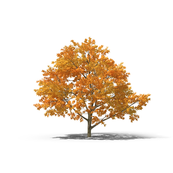 Fall Tree PNG Images & PSDs for Download | PixelSquid - S105716255