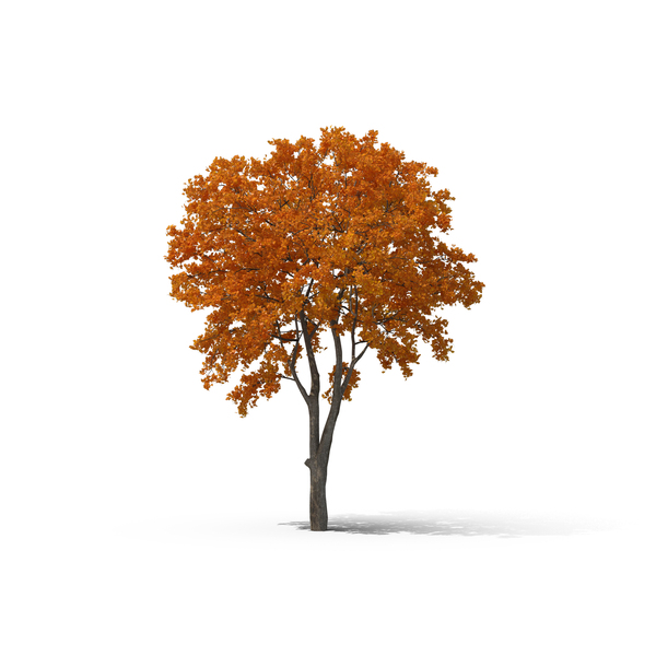 Fall Tree PNG Images & PSDs for Download | PixelSquid - S105716412