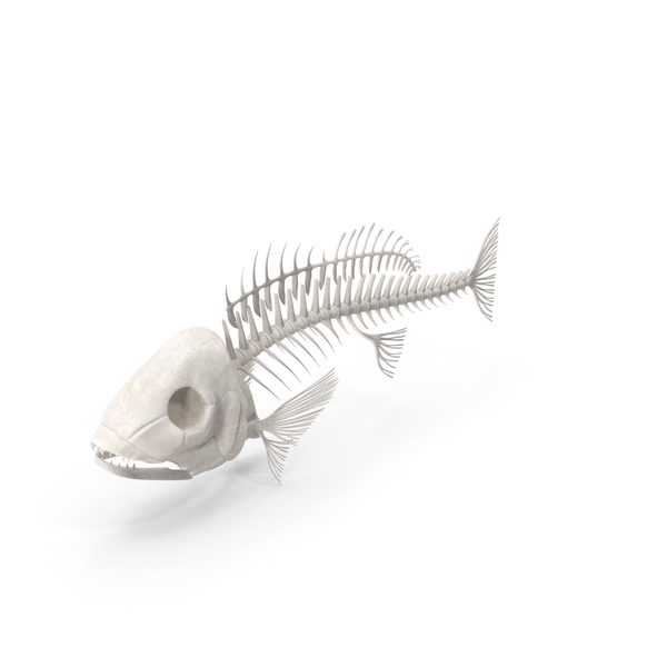http://atlas-content-cdn.pixelsquid.com/stock-images/fish-skeleton-w1KOLoD-600.jpg