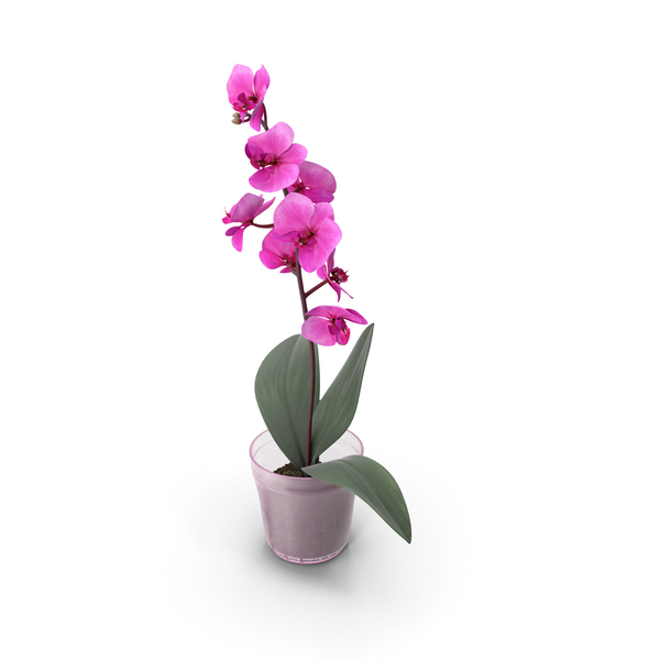 Orchidée Rose + Cache pot Transparent