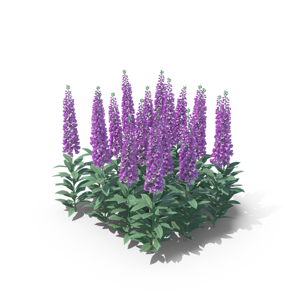 Foxgloves PNG Images & PSDs for Download | PixelSquid - S111826275