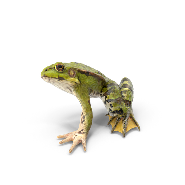 Toy Frogs Stock Photo - Download Image Now - Amphibian, Animal