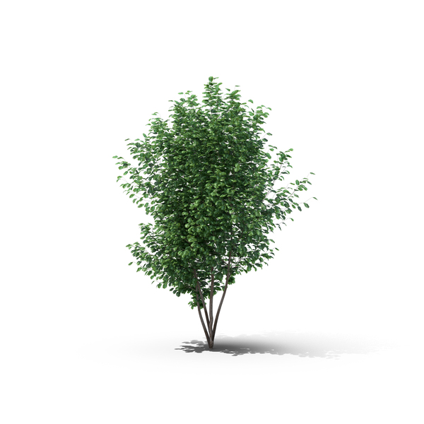 Hawthorn Tree PNG Images & PSDs for Download | PixelSquid - S105680539