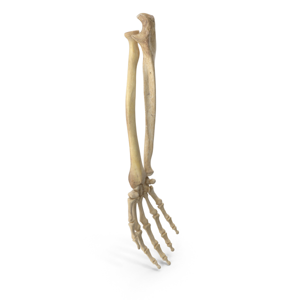 Human Hand Ulna and Radius Bones Anatomy PNG Images & PSDs for Download