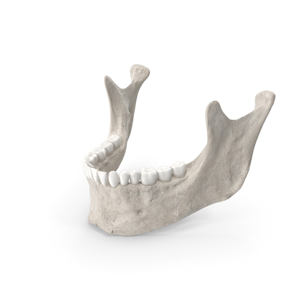 Human Jawbone ( Mandible ) With Teeth White PNG Images & PSDs for