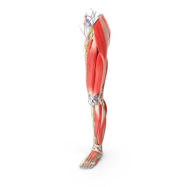 Muscular male legs Stock Photo