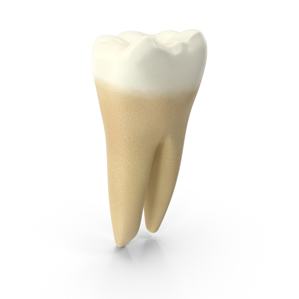 Human Tooth Lower First Molar PNG Images & PSDs for Download